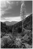 Mount Baldy from Vincent Gap with agave in bloom. San Gabriel Mountains National Monument, California, USA ( black and white)