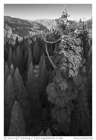 Aerial view of Boole Tree and Kings Canyon. Giant Sequoia National Monument, Sequoia National Forest, California, USA (black and white)