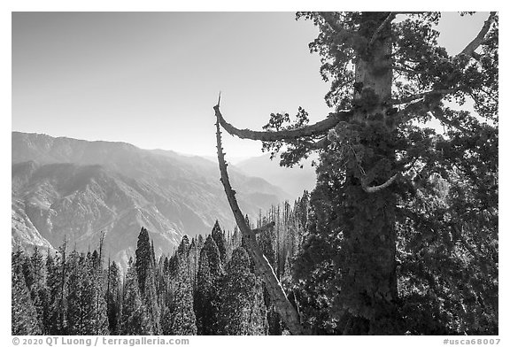Aerial view of Boole Tree crown and Kings Canyon. Giant Sequoia National Monument, Sequoia National Forest, California, USA (black and white)