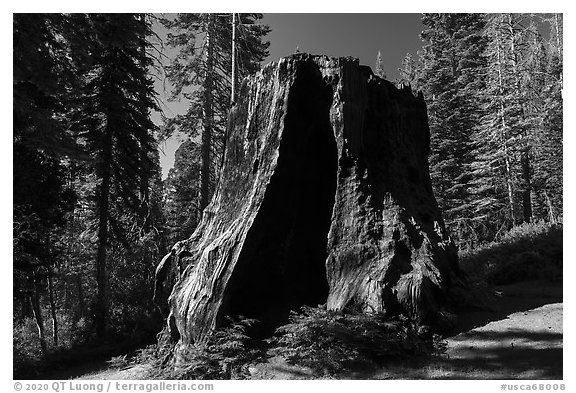 Chicago Stump, Converse Basin. Giant Sequoia National Monument, Sequoia National Forest, California, USA (black and white)