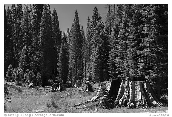 Stump Meadow. Giant Sequoia National Monument, Sequoia National Forest, California, USA (black and white)