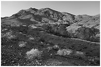Bonanza Springs and Clipper Mountains. Mojave Trails National Monument, California, USA ( black and white)