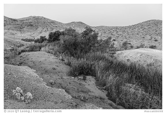 Vegetation following water in Bonanza Springs. Mojave Trails National Monument, California, USA (black and white)