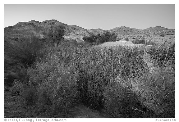 Desert riparian environment in Bonanza Springs. Mojave Trails National Monument, California, USA (black and white)