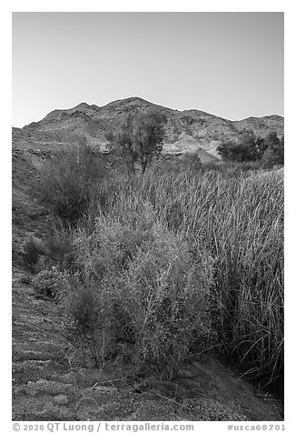 Plants and trees in Bonanza Springs at dusk. Mojave Trails National Monument, California, USA (black and white)