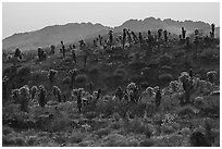 Bigelow Cholla cactus on ridge. Mojave Trails National Monument, California, USA ( black and white)