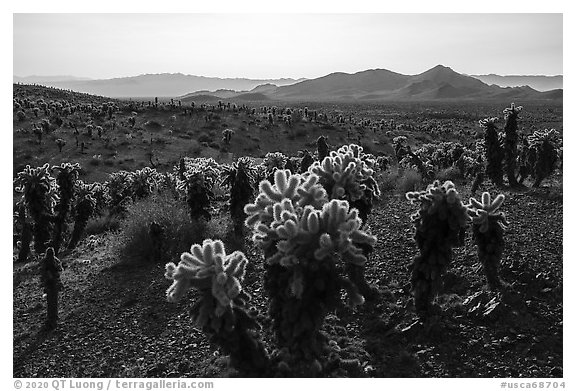 Bigelow Cholla Garden Wilderness. Mojave Trails National Monument, California, USA (black and white)