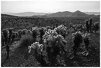 Bigelow Cholla Garden Wilderness. Mojave Trails National Monument, California, USA ( black and white)