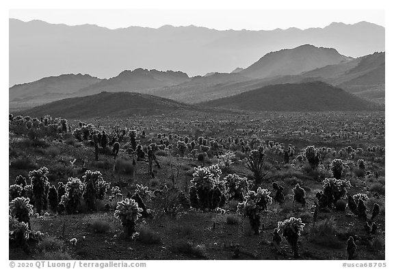 Bigelow Cholla cacti and Sacramento Mountains. Mojave Trails National Monument, California, USA (black and white)