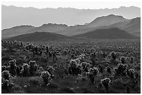 Bigelow Cholla cacti and Sacramento Mountains. Mojave Trails National Monument, California, USA ( black and white)