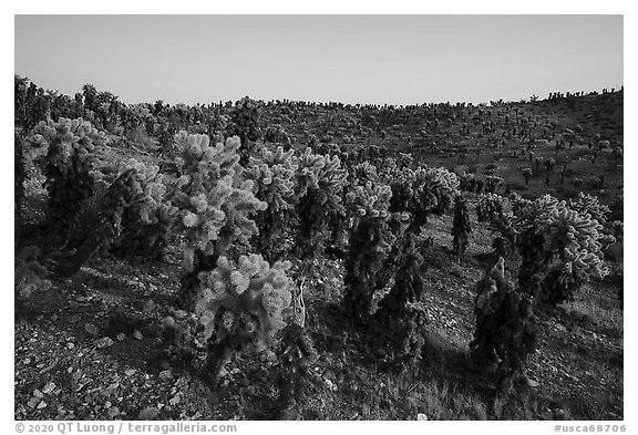 Densest California population of Bigelow Cholla cactus. Mojave Trails National Monument, California, USA (black and white)