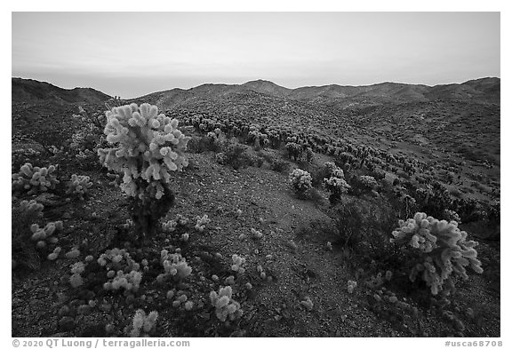 Bigelow Cholla Garden Wilderness at sunset. Mojave Trails National Monument, California, USA (black and white)