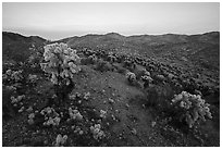Bigelow Cholla Garden Wilderness at sunset. Mojave Trails National Monument, California, USA ( black and white)