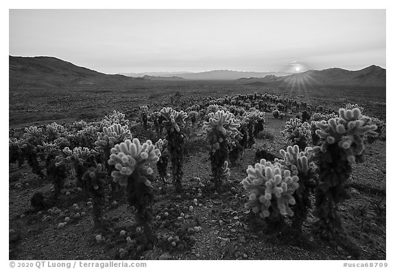 Sunset over dense stands of Bigelow Cholla cactus (Opuntia bigelovii). Mojave Trails National Monument, California, USA (black and white)