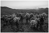 Sunset over dense stands of Bigelow Cholla cactus (Opuntia bigelovii). Mojave Trails National Monument, California, USA ( black and white)