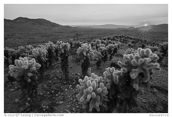 Sun setting over Bigelow Cholla Garden Wilderness. Mojave Trails National Monument, California, USA (black and white)
