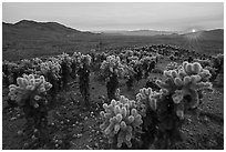 Sun setting over Bigelow Cholla Garden Wilderness. Mojave Trails National Monument, California, USA ( black and white)