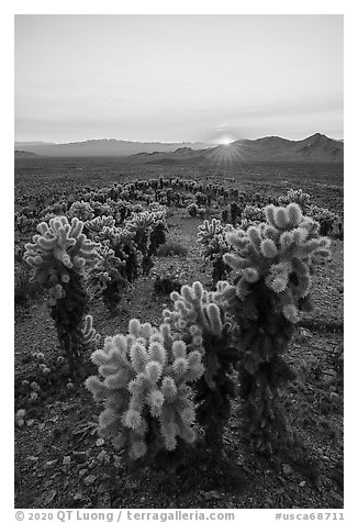 Sun setting over Bigelow Cholla cacti, Bigelow Cholla Garden Wilderness. Mojave Trails National Monument, California, USA (black and white)