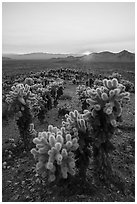 Sun setting over Bigelow Cholla cacti, Bigelow Cholla Garden Wilderness. Mojave Trails National Monument, California, USA ( black and white)