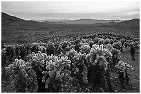 Dense stands of Teddy-Bear Cholla cactus (Opuntia bigelovii) at sunset. Mojave Trails National Monument, California, USA ( black and white)