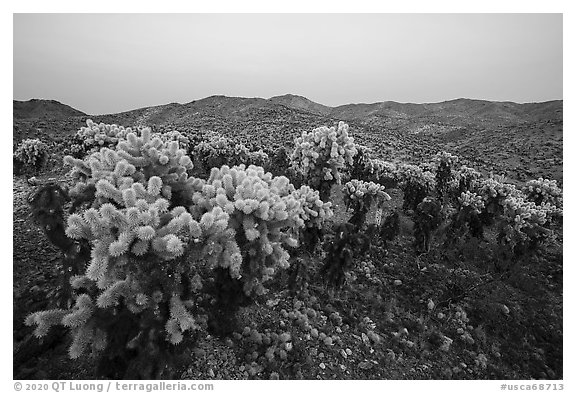 Bigelow Cholla cactus (Opuntia bigelovii) at dusk. Mojave Trails National Monument, California, USA (black and white)