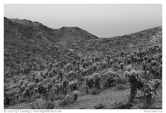 Slopes with Jumping Cholla cactus at twilight. Mojave Trails National Monument, California, USA (black and white)