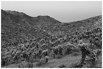 Slopes with Jumping Cholla cactus at twilight. Mojave Trails National Monument, California, USA ( black and white)
