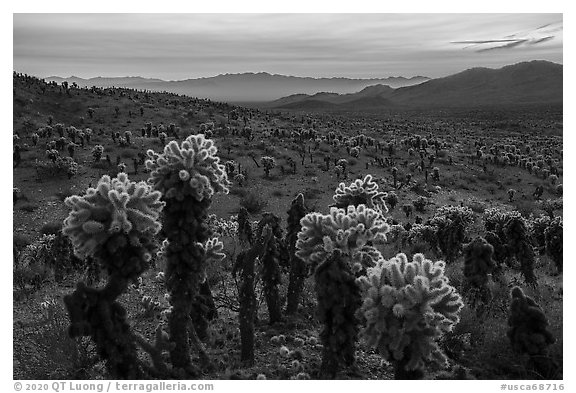 Bigelow Cholla cactus and Sacramento Mountains at sunset. Mojave Trails National Monument, California, USA (black and white)