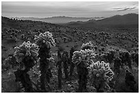 Bigelow Cholla cactus and Sacramento Mountains at sunset. Mojave Trails National Monument, California, USA ( black and white)