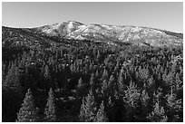Aerial view of pine forest and Grinnel Mountain in winter. Sand to Snow National Monument, California, USA ( black and white)