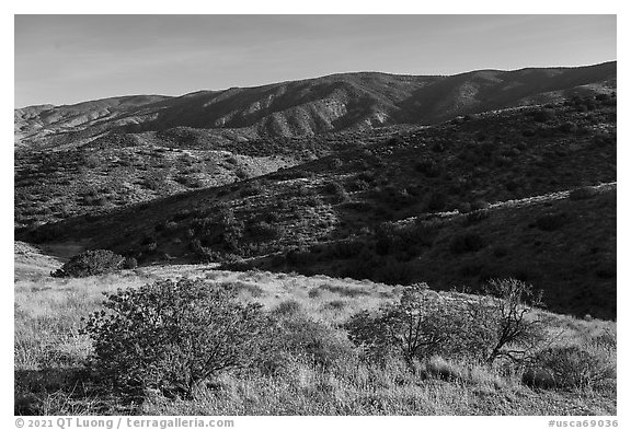 Forested slopes, Caliente Range. Carrizo Plain National Monument, California, USA (black and white)