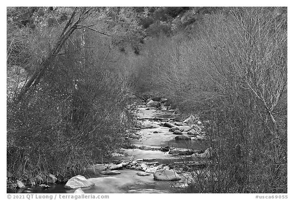 San Gabriel River flowing between newly leafed trees. San Gabriel Mountains National Monument, California, USA (black and white)