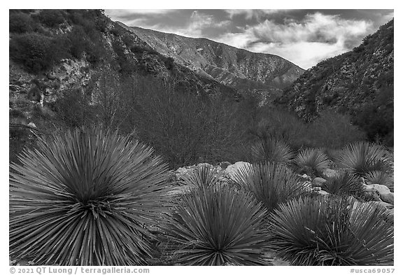 Yucca in East Fork San Gabriel River Canyon. San Gabriel Mountains National Monument, California, USA (black and white)