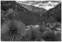 Yucca in East Fork San Gabriel River Canyon. San Gabriel Mountains National Monument, California, USA ( black and white)