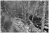 East Fork San Gabriel River gorge with yuccas and trees. San Gabriel Mountains National Monument, California, USA ( black and white)