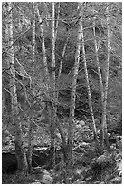 Trees with new leaves along East Fork of San Gabriel River. San Gabriel Mountains National Monument, California, USA ( black and white)
