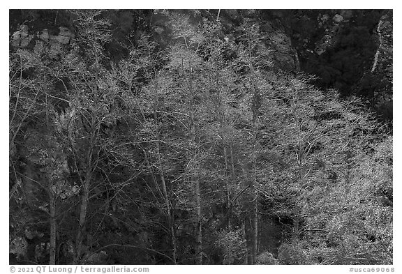 Backlit trees with new leaves, San Gabriel River Canyon. San Gabriel Mountains National Monument, California, USA (black and white)