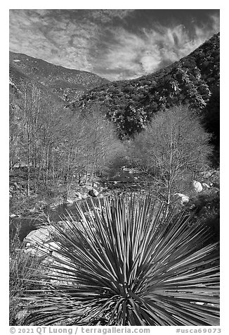 Yucca, trees, East Fork San Gabriel River. San Gabriel Mountains National Monument, California, USA (black and white)