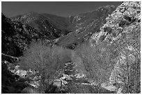 San Gabriel River flowing in canyon with newly leafed trees. San Gabriel Mountains National Monument, California, USA ( black and white)