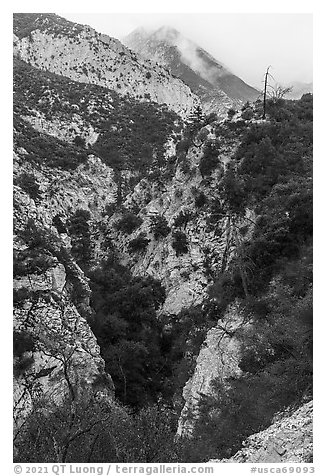 Bear Canyon. San Gabriel Mountains National Monument, California, USA (black and white)