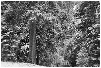 Forest with fresh snow, Valley of the Falls. Sand to Snow National Monument, California, USA ( black and white)