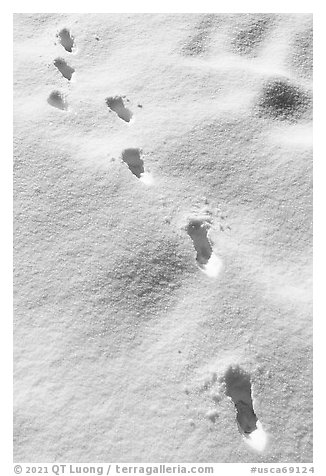 Tracks in fresh snow. Sand to Snow National Monument, California, USA (black and white)