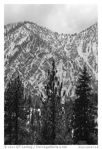 Pines and snowy Yucaipa Ridge, San Gorgonio Wilderness. Sand to Snow National Monument, California, USA (black and white)