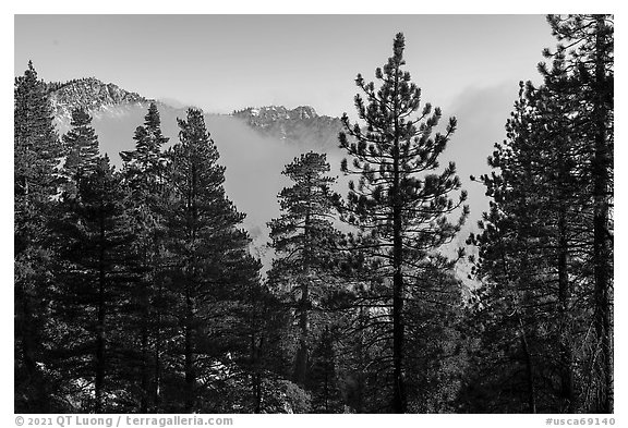 Pine trees and Galena Peak emerging from low clouds. Sand to Snow National Monument, California, USA (black and white)