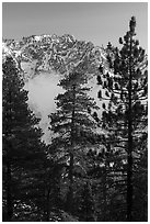 Pine trees, low clouds, and Galena Peak in winter. Sand to Snow National Monument, California, USA ( black and white)