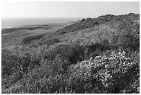Shrubs on marine coastal terraces. Cotoni-Coast Dairies Unit, California Coastal National Monument, California, USA ( black and white)