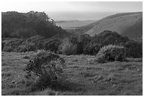 Coastal grasslands looking towards the Pacific Ocean. Cotoni-Coast Dairies Unit, California Coastal National Monument, California, USA ( black and white)