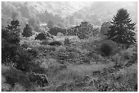 Mix of shrubs and trees on coastal terraces. Cotoni-Coast Dairies Unit, California Coastal National Monument, California, USA ( black and white)