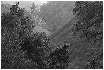 Steep ravine. Cotoni-Coast Dairies Unit, California Coastal National Monument, California, USA ( black and white)