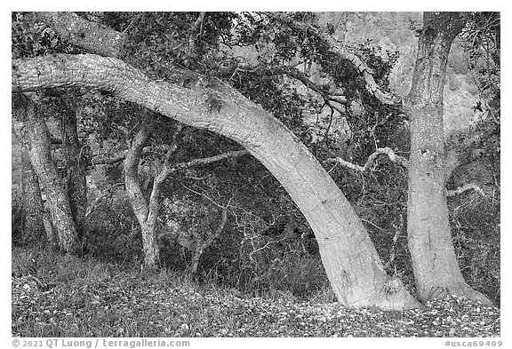 Coast live oaks on edge of canyon. Cotoni-Coast Dairies Unit, California Coastal National Monument, California, USA (black and white)